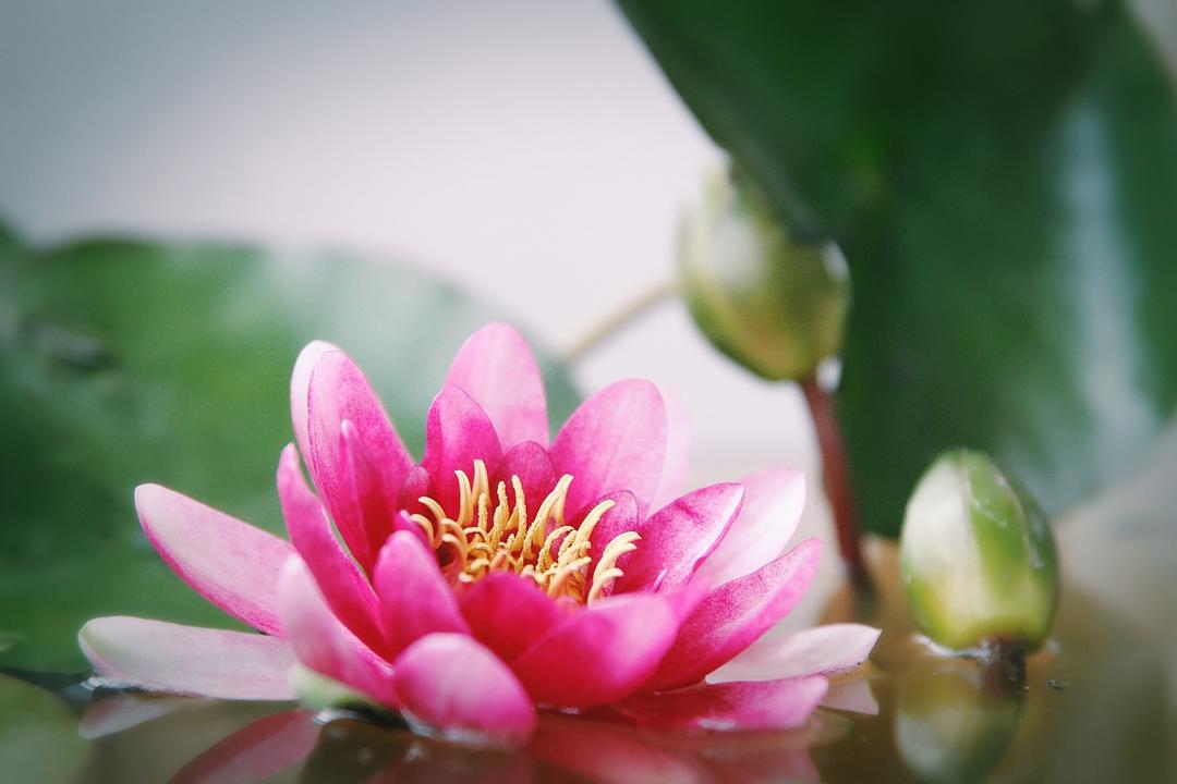 感受鲜花之美