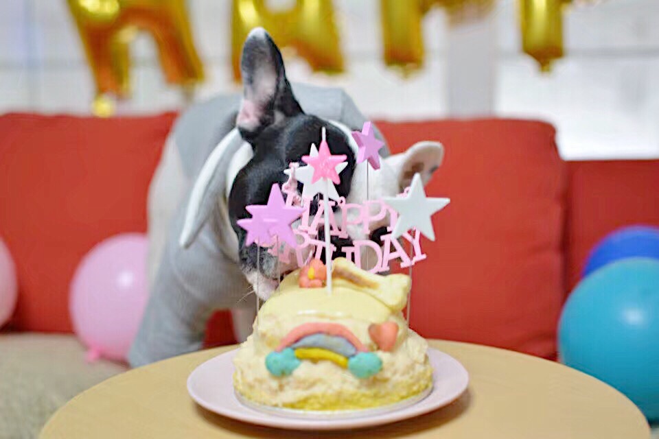 健康的宠物狗狗生日蛋糕(超详细：附步骤图和装饰饼干做法)