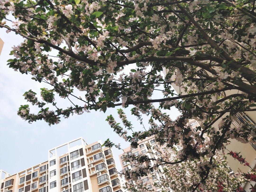 简单花样馒头（五）——海棠花