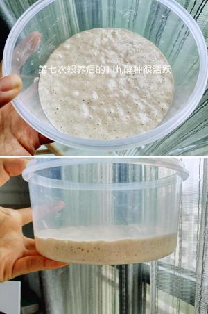 sourdough starter 酸面包酵种培养篇的做法 步骤6