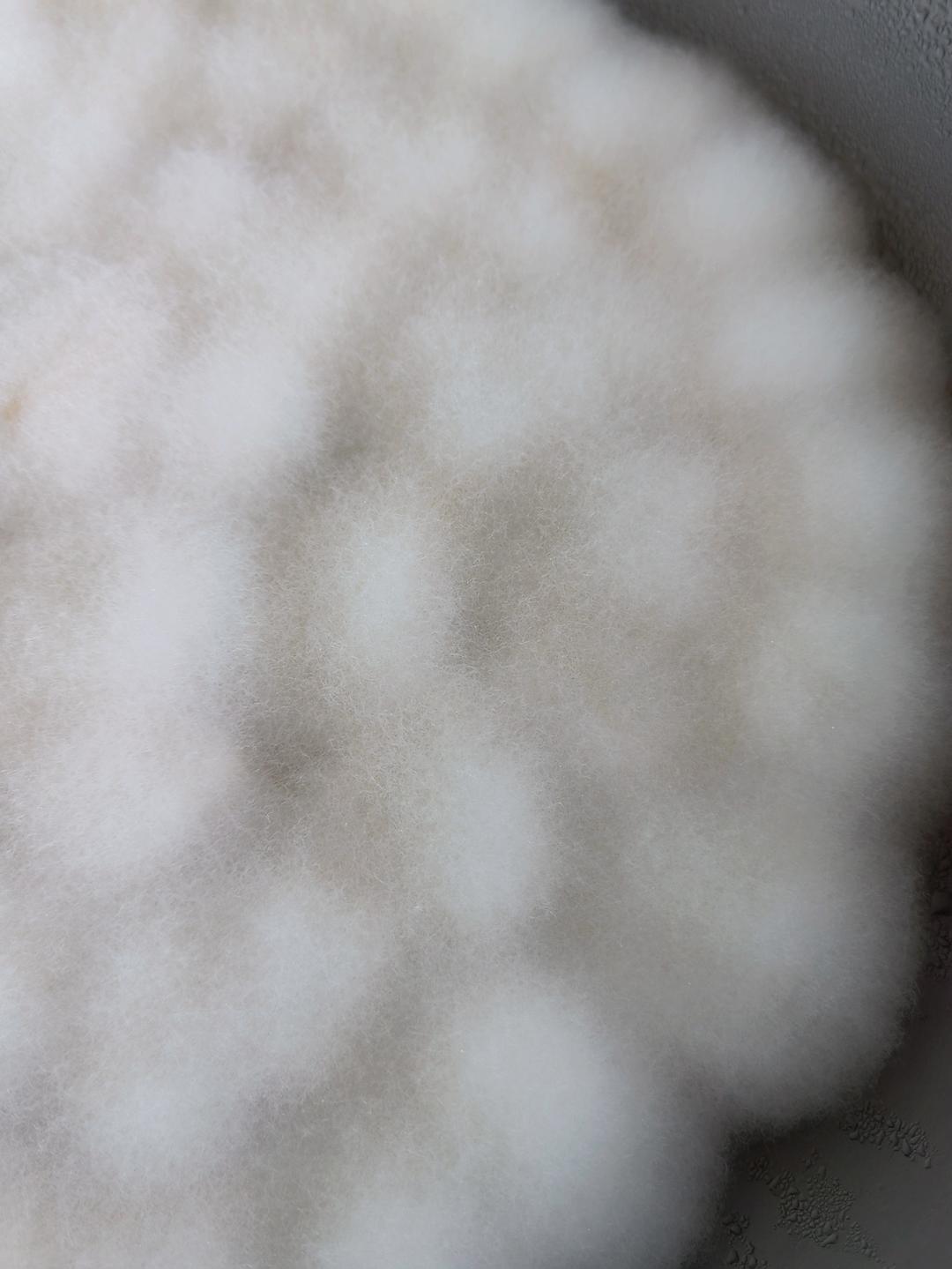 毛豆腐（狐狸一样的毛）