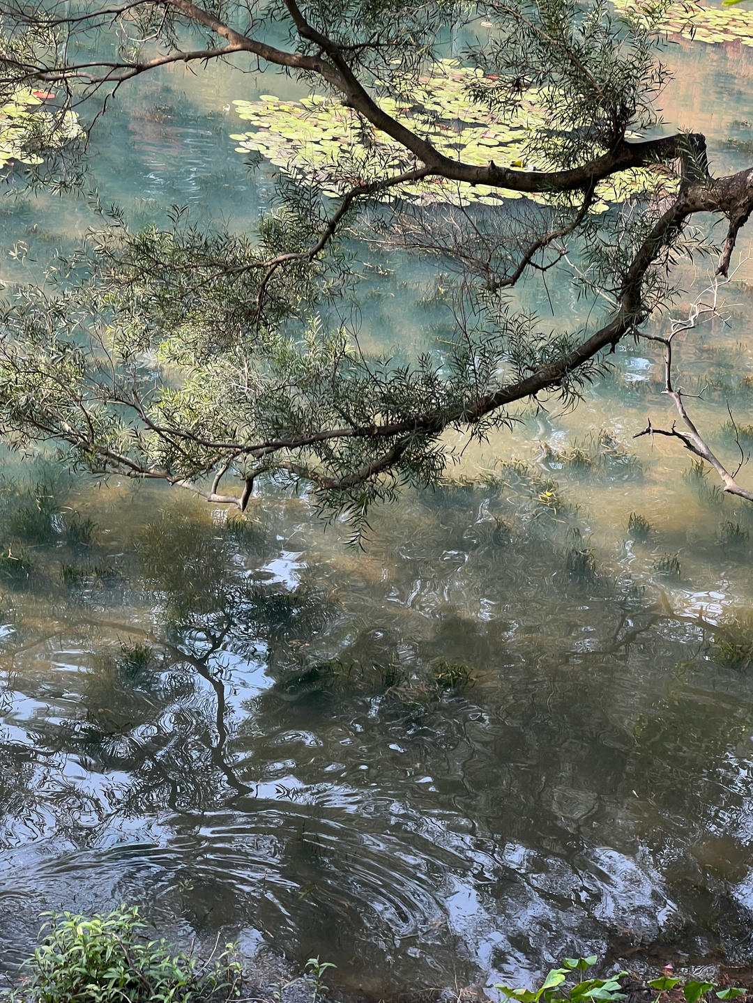 树林枫