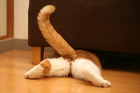 绵绵cat