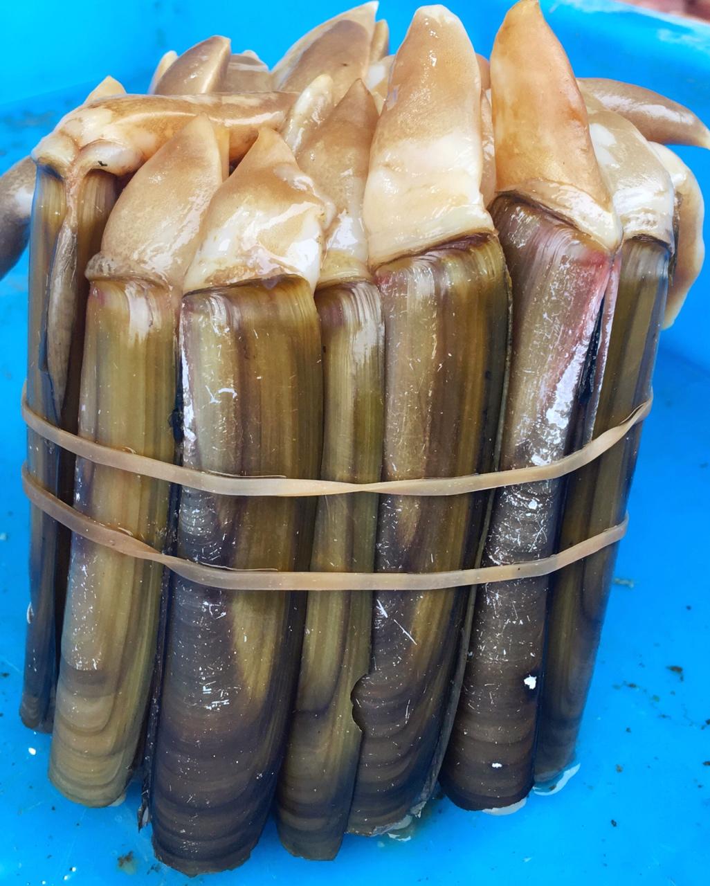 响油蛏子