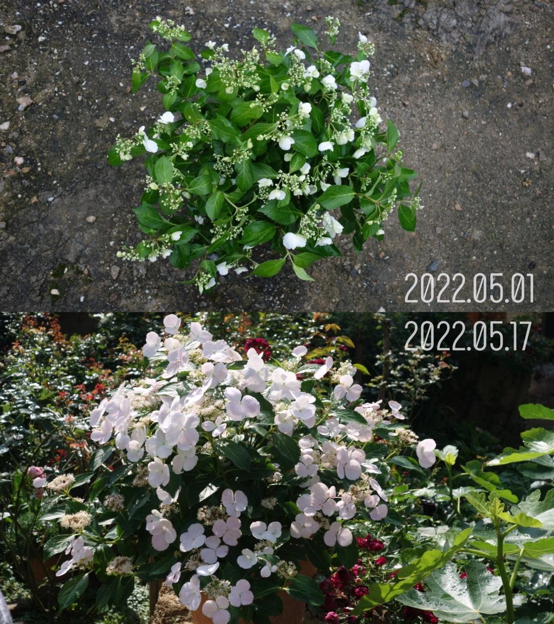 造园记:从陆家嘴后花园到山居小花园
