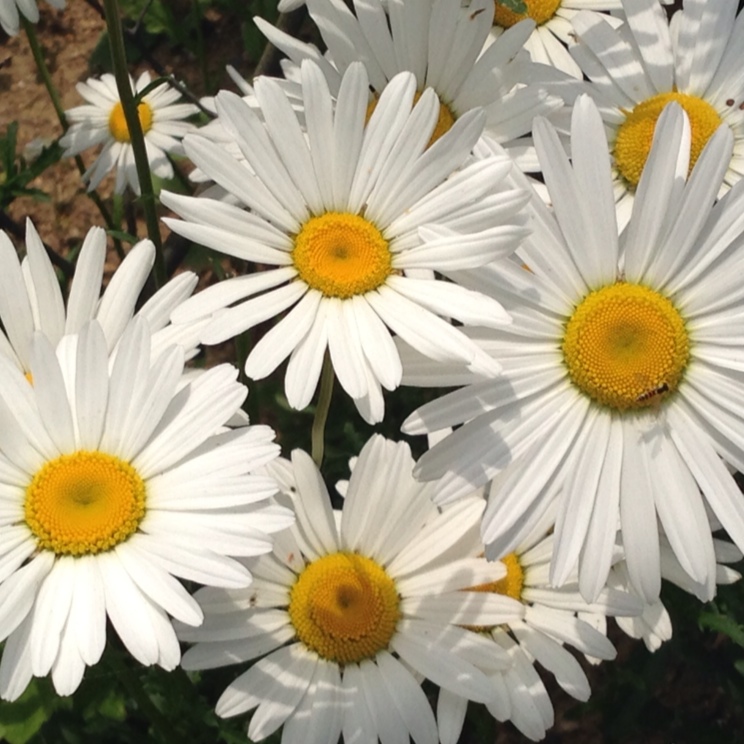 我的花园我的花