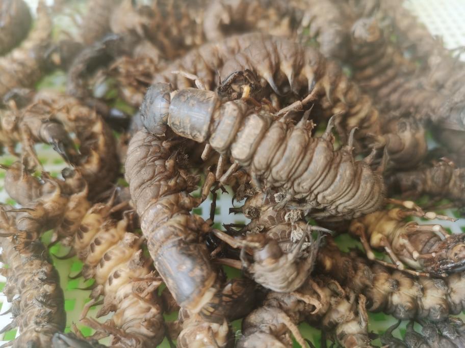 “蜈蚣”一样的沙虫