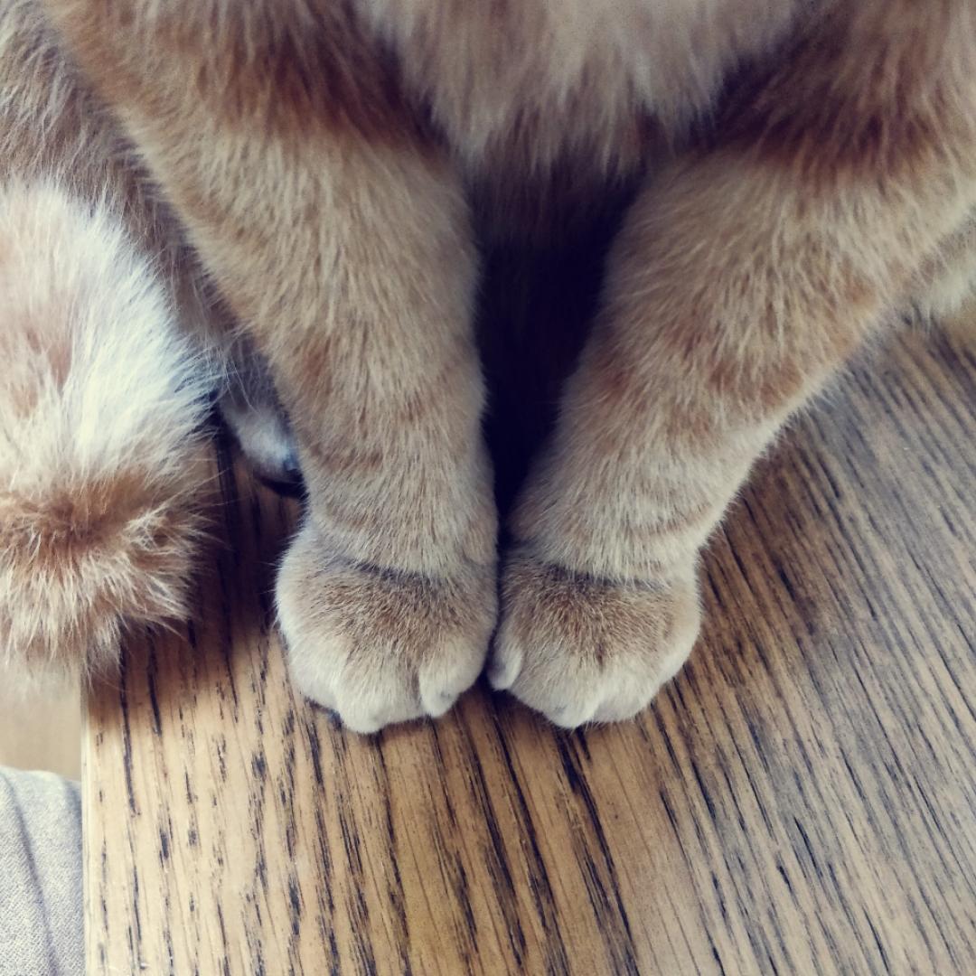 哈烧八烧大花猫