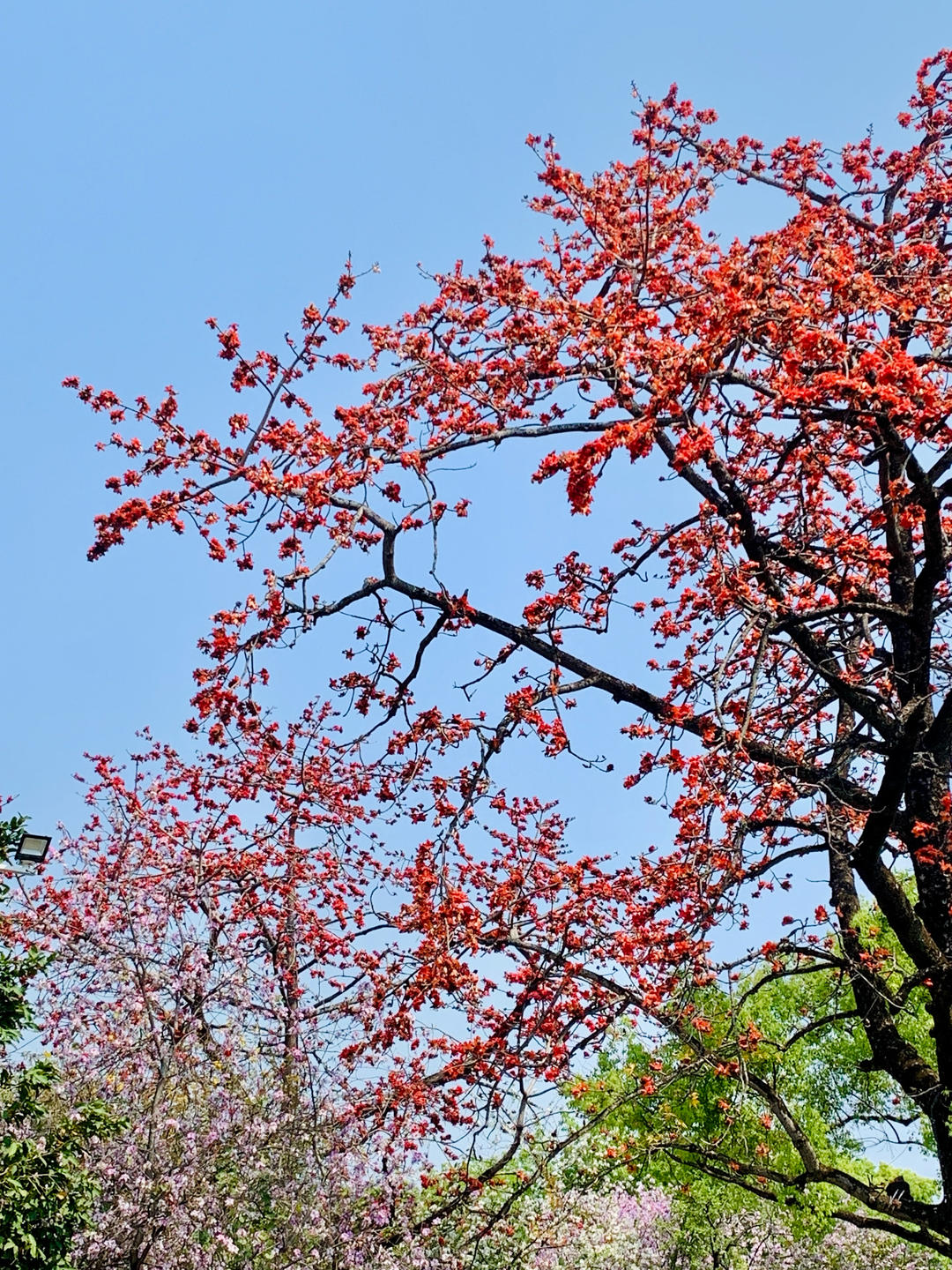 yu清清