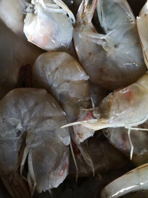 红烧海虾的做法 步骤2