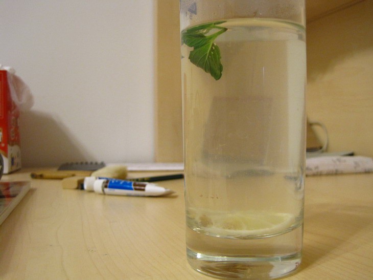 蜂蜜柠檬薄荷水