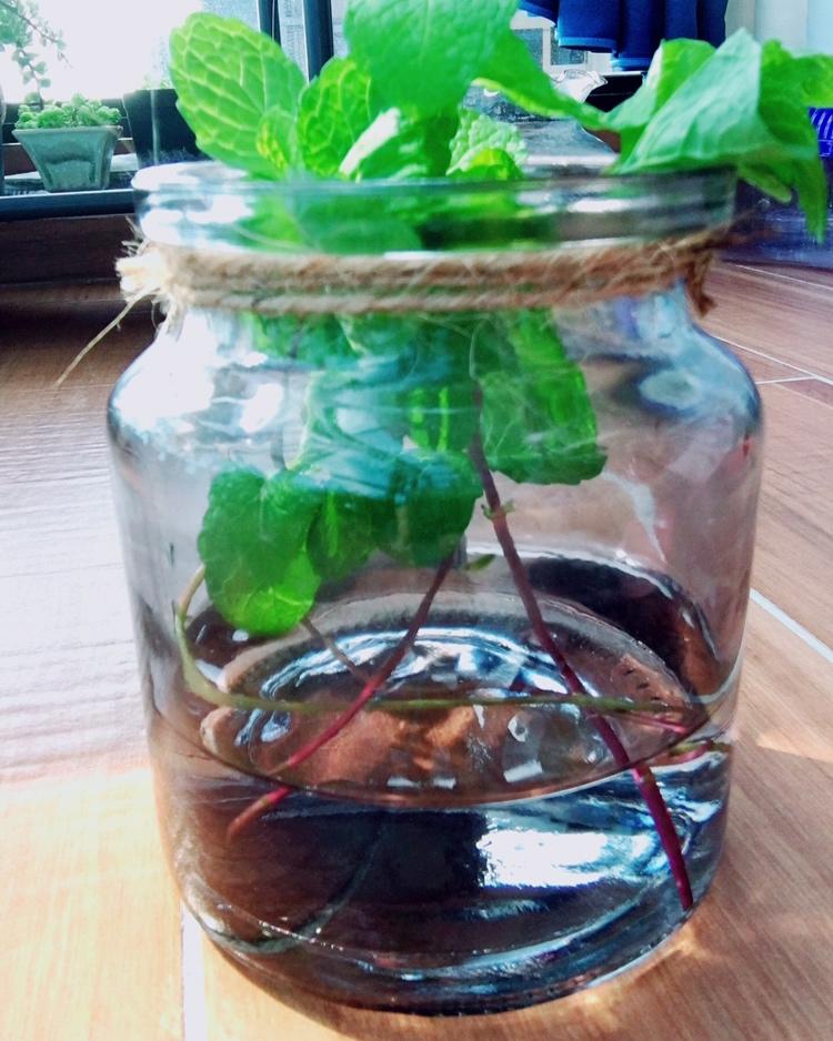 薄荷种植手册，如何把你的薄荷养到爆盆