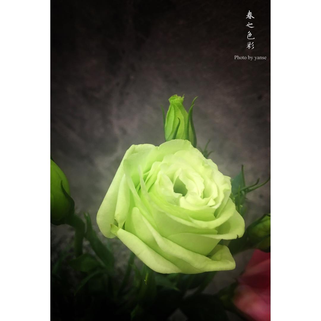 春的颜色