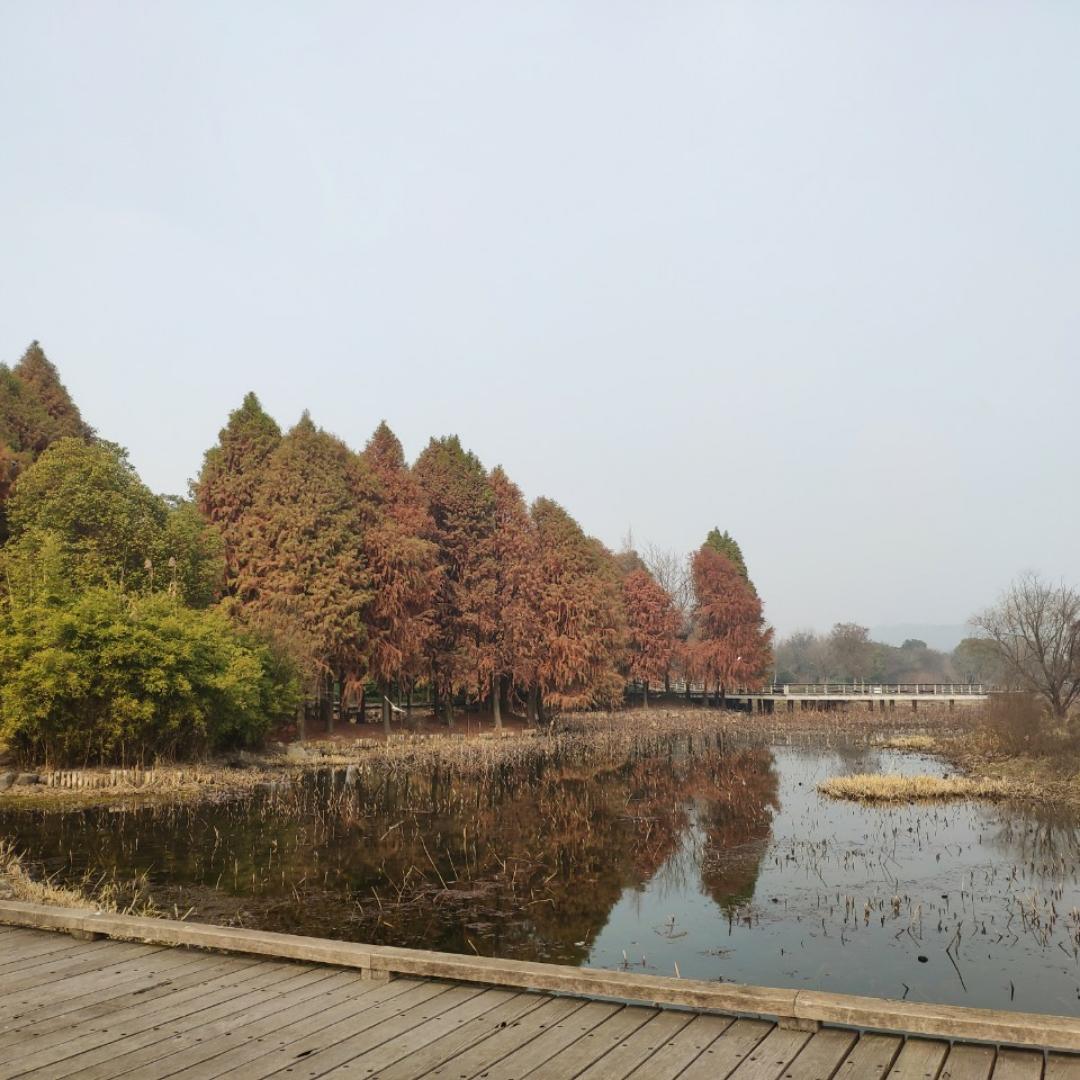 空谷幽兰-兰花飘香