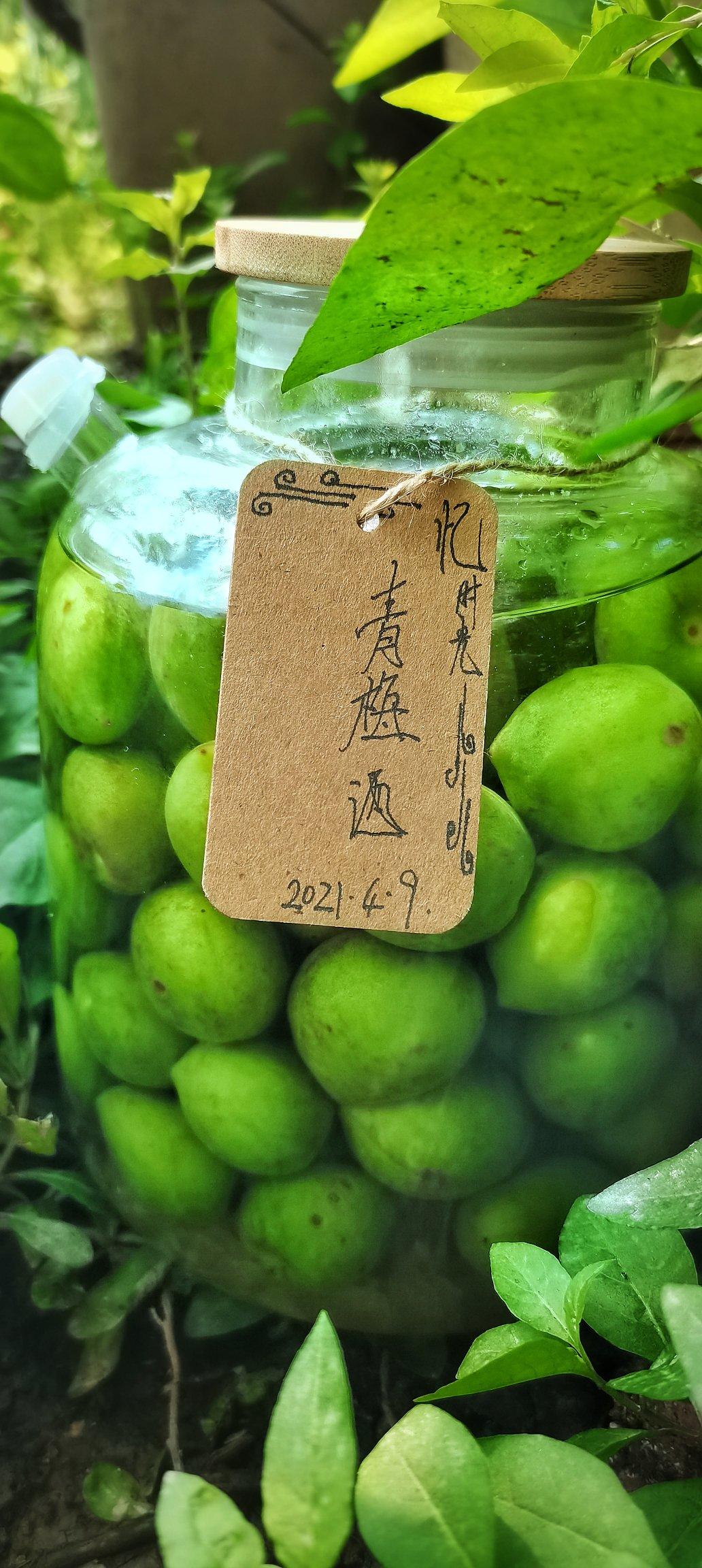 【青梅酒】梅子的沉醉时光（已填坑）