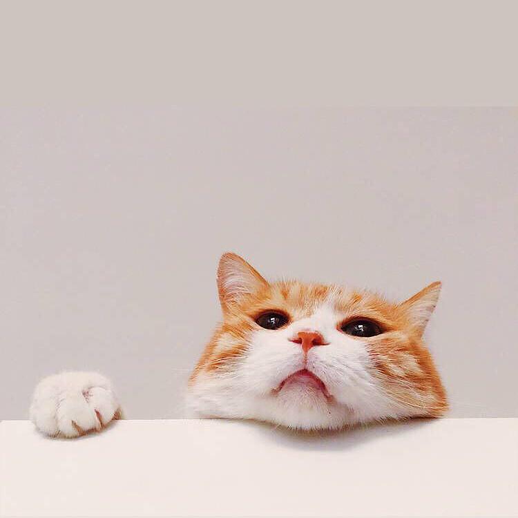 爱吃吃吃的Alice