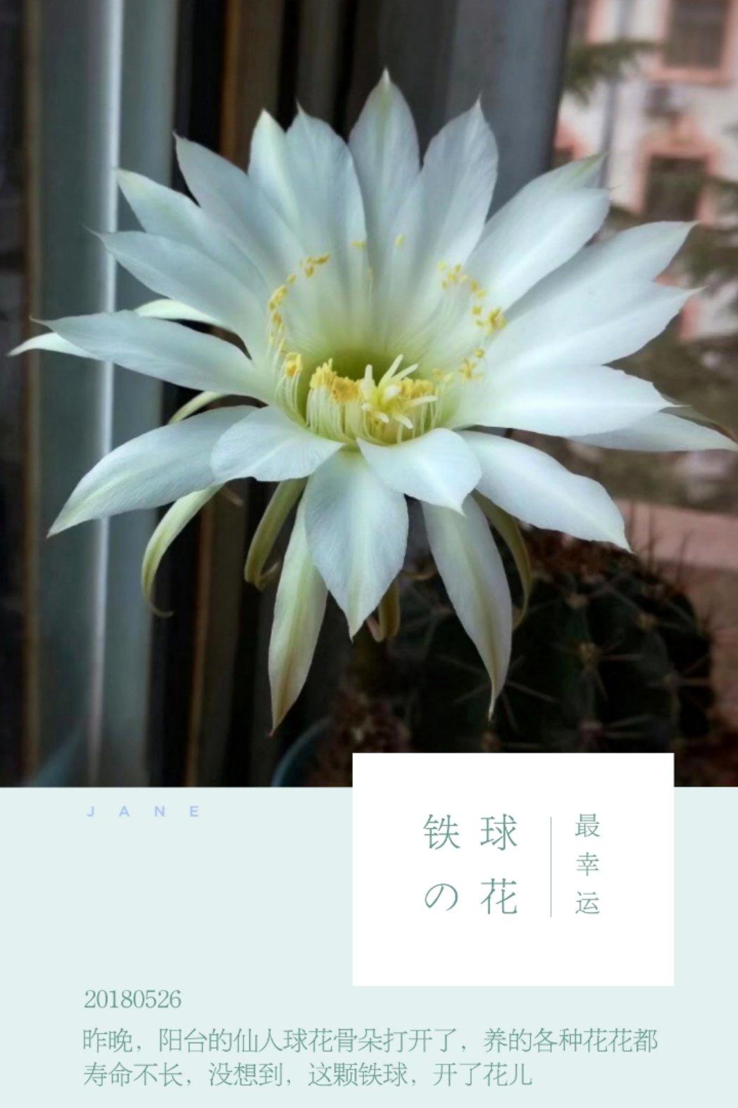 爱的氧气之花花草草