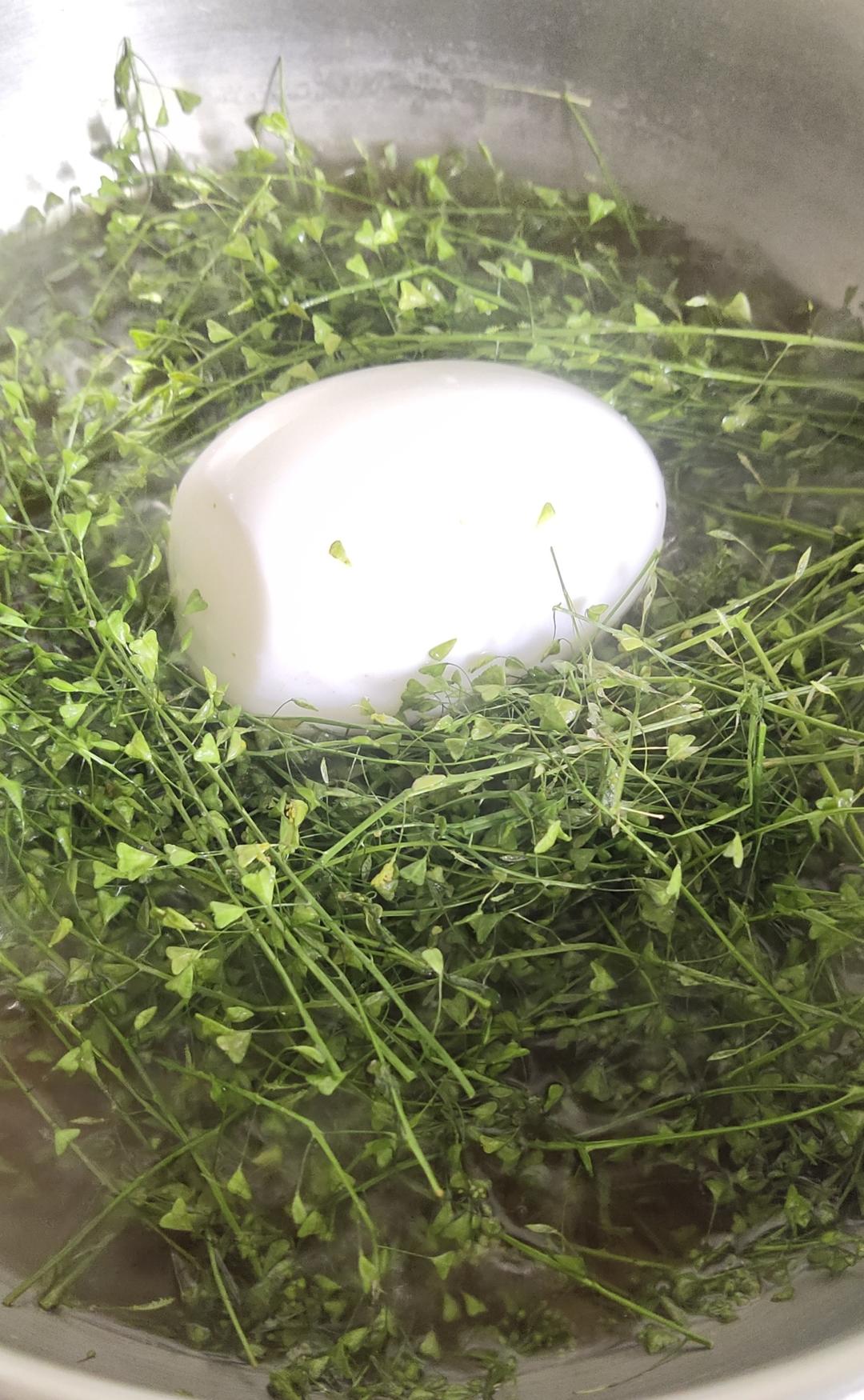 三月初三荠菜花煮鸡蛋吃了头不晕