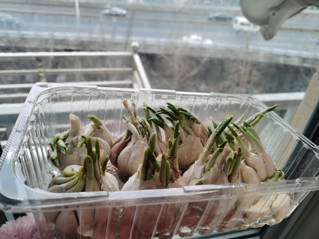 冬日室内一抹绿 - 水培蒜苗