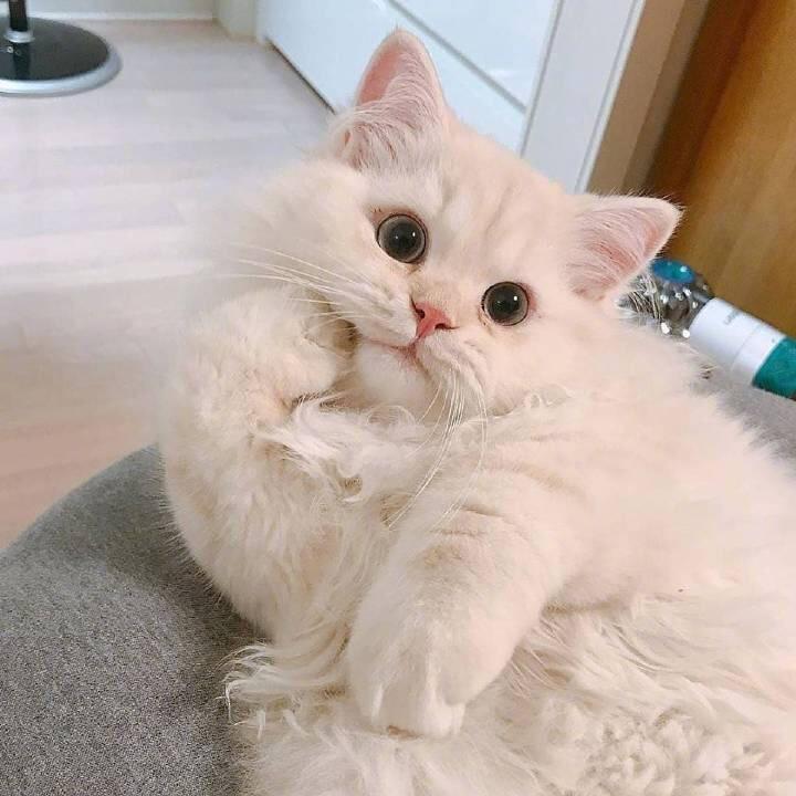 sumyuer