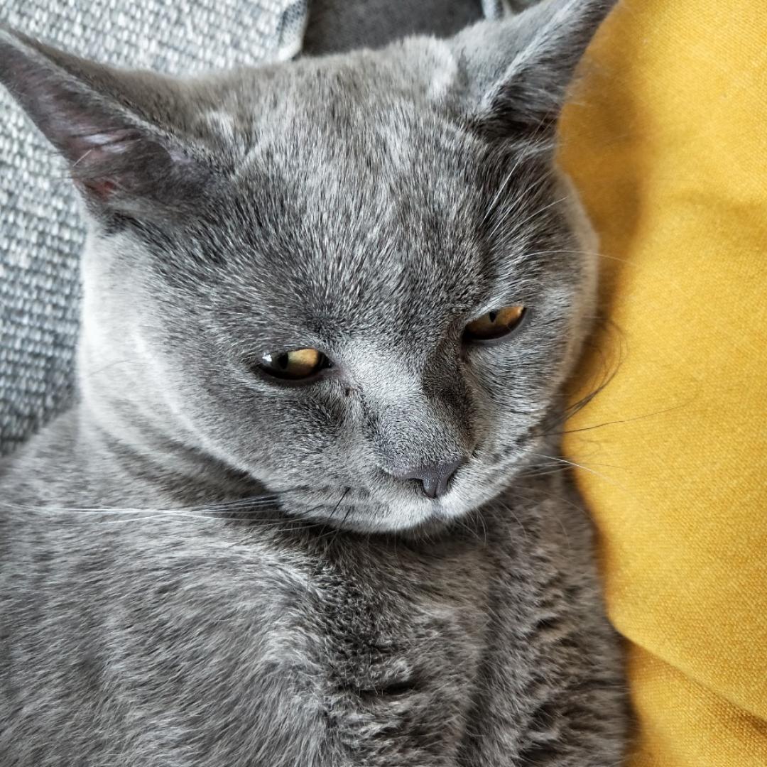 灰主子的铲屎官