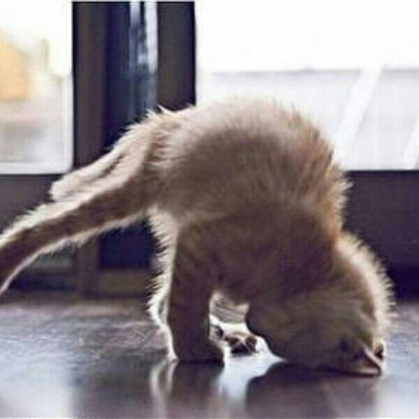 说说为什么是胖子-_evho