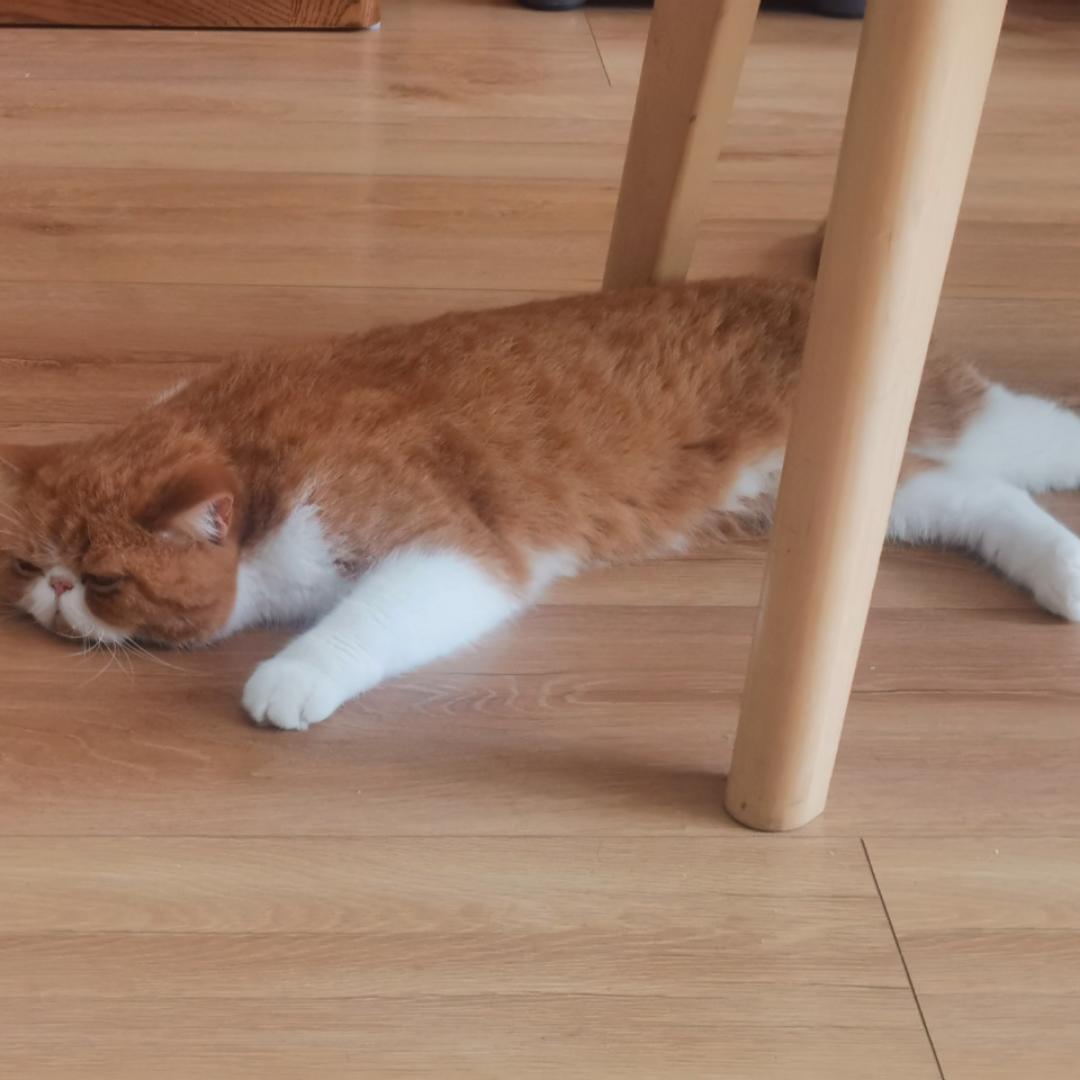 饕猫