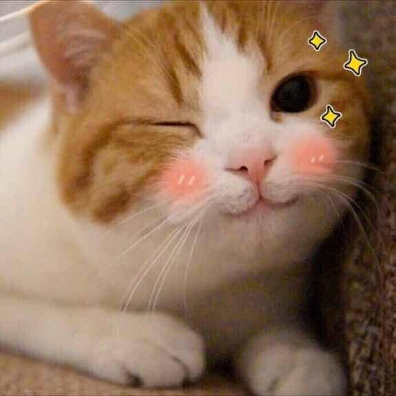 昕昕今天吃什么