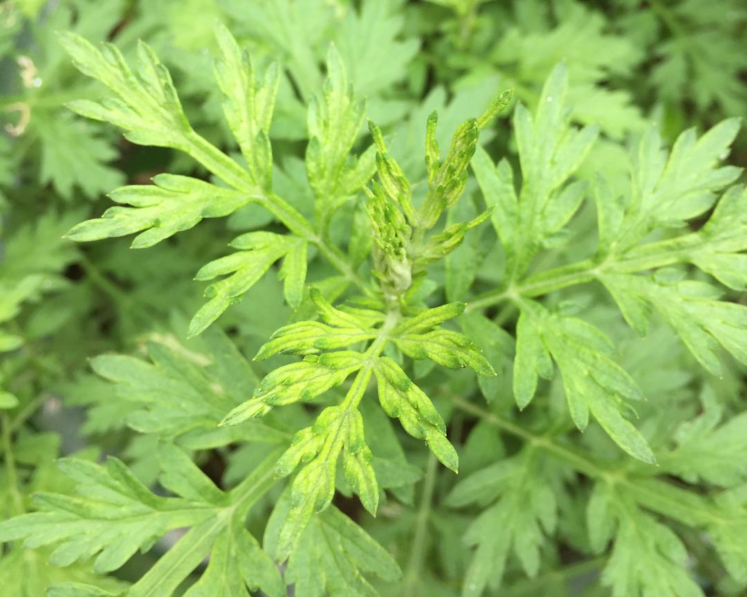 艾草汁制作，生制、熟制、附艾绒制作。