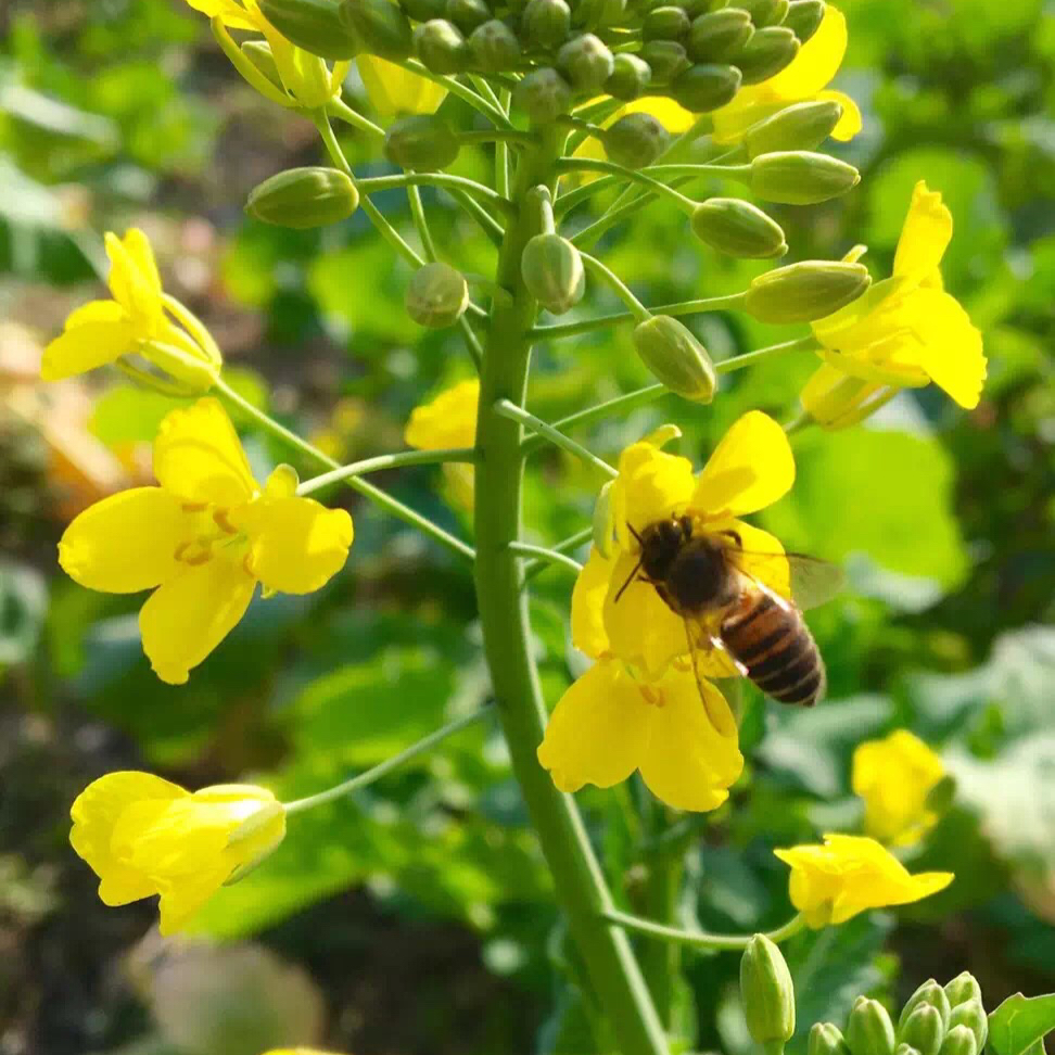 花食间