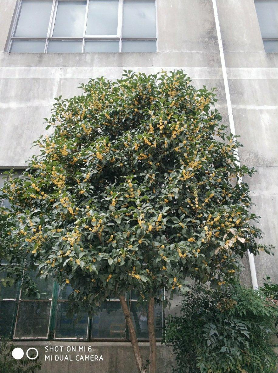 桂花糖，飘香桂花蜜，白糖桂花，好做不坏