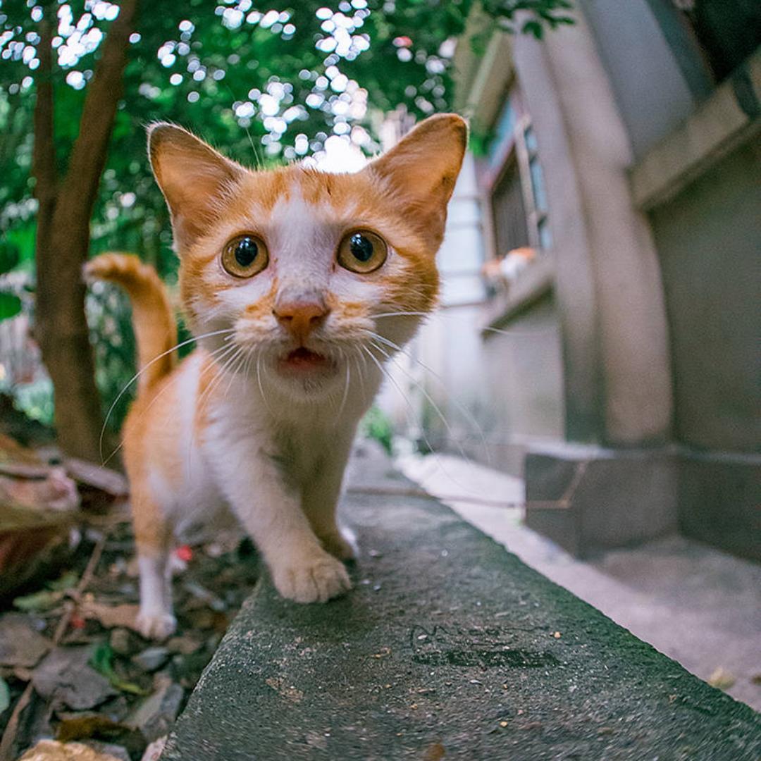 喵喵wang的厨房