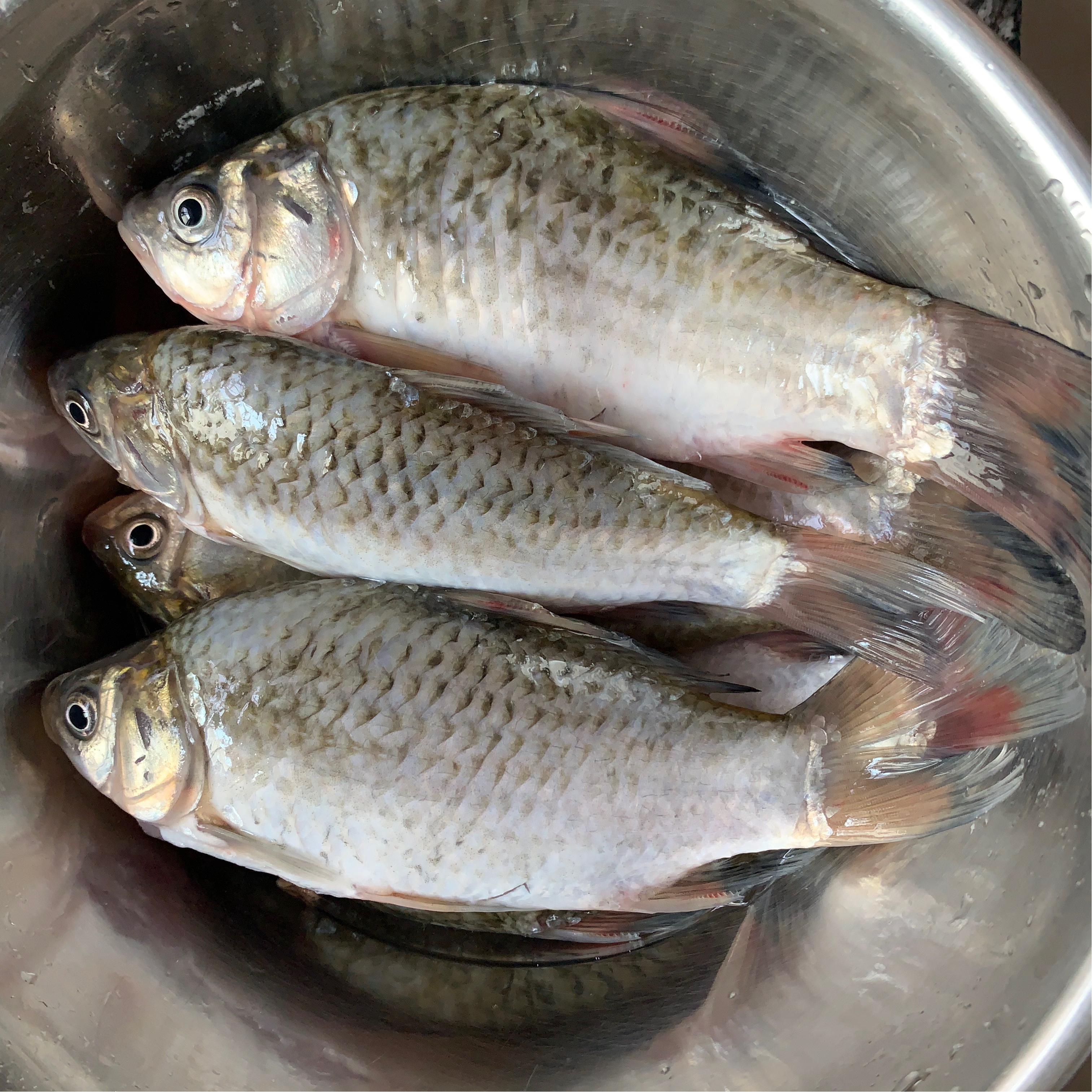 酥的掉牙的葱烤河鲫鱼的做法 步骤1