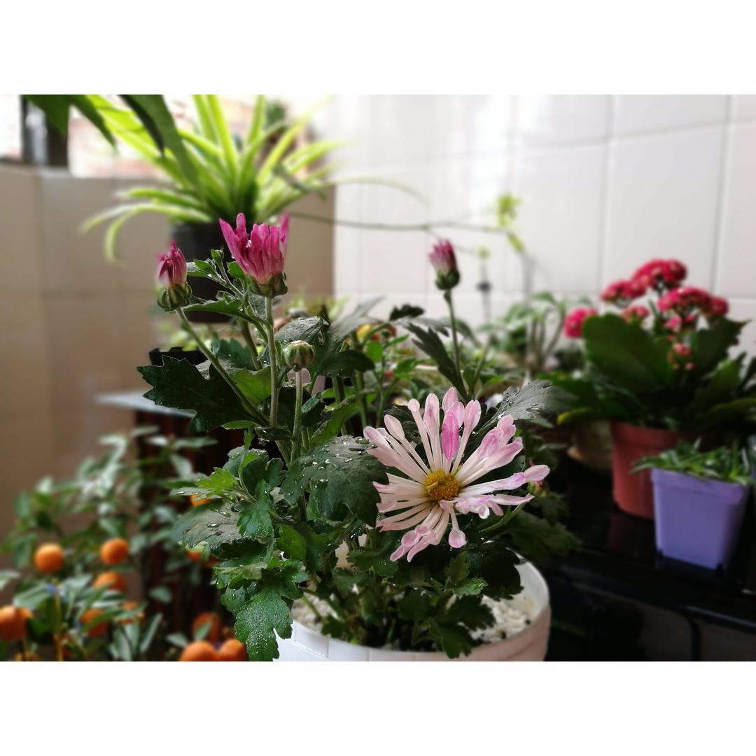 花食间