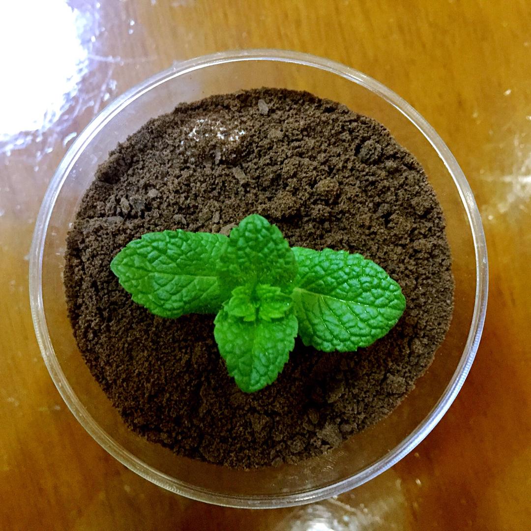 新手也会的木糠杯