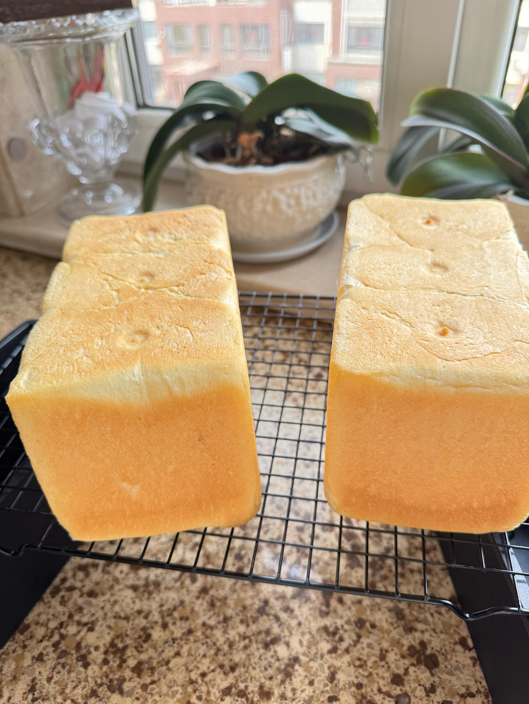 汤种淡奶油吐司/棉花般柔软