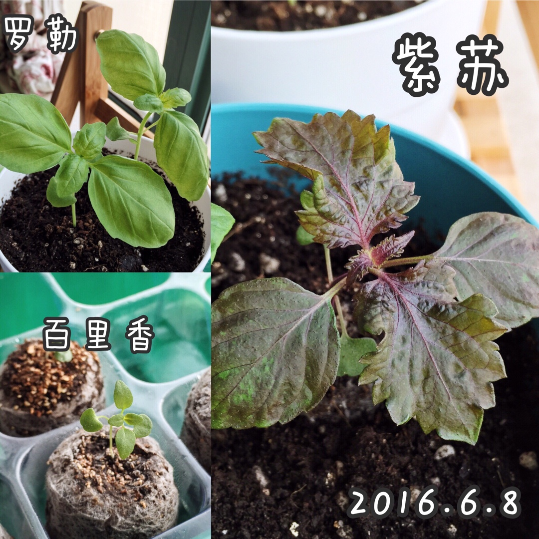 厨房种香草（tips大汇总…缓慢更新）