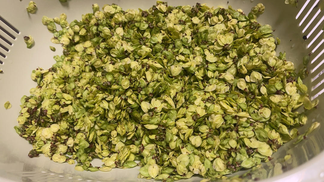 榆钱窝窝（蒸出来还是翠绿色哦）㊙️