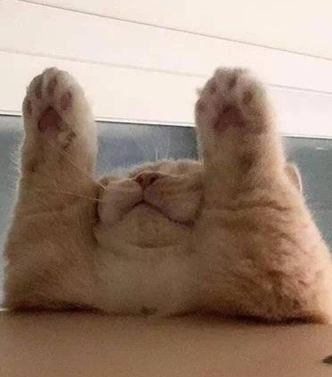 SLeee