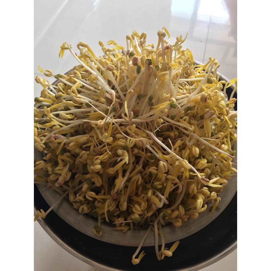 自制绿豆芽