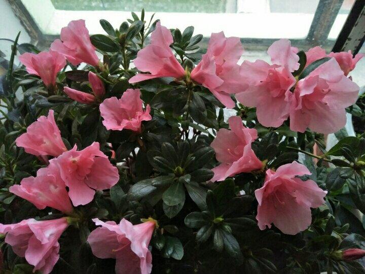 飘香嫩豆腐——健康私房菜