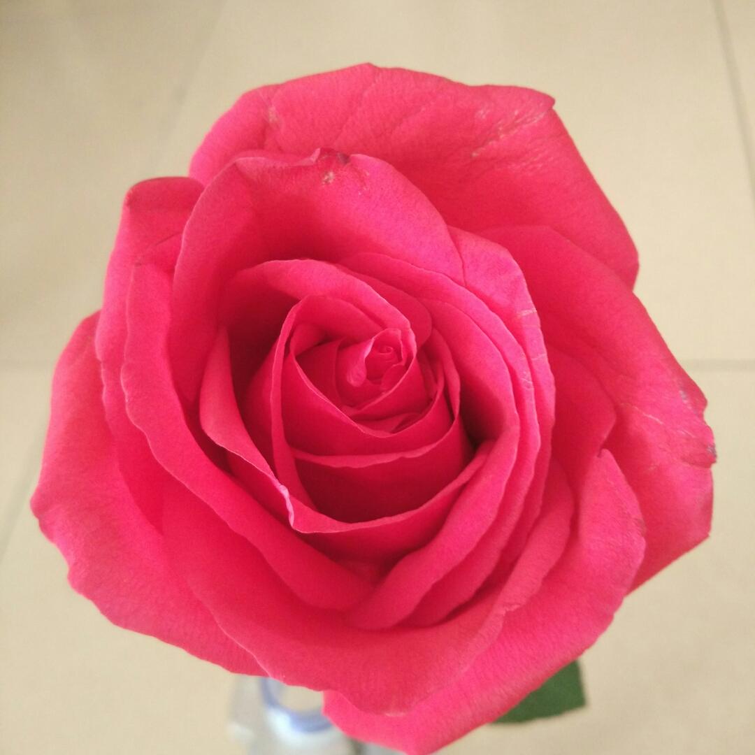 五仁儿馅米团团