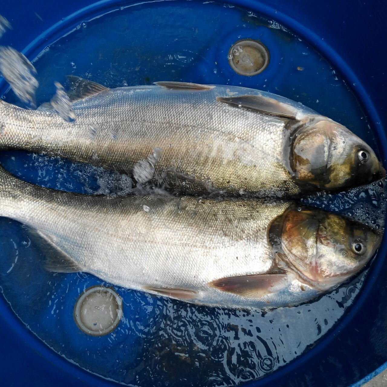 花花草草的世界