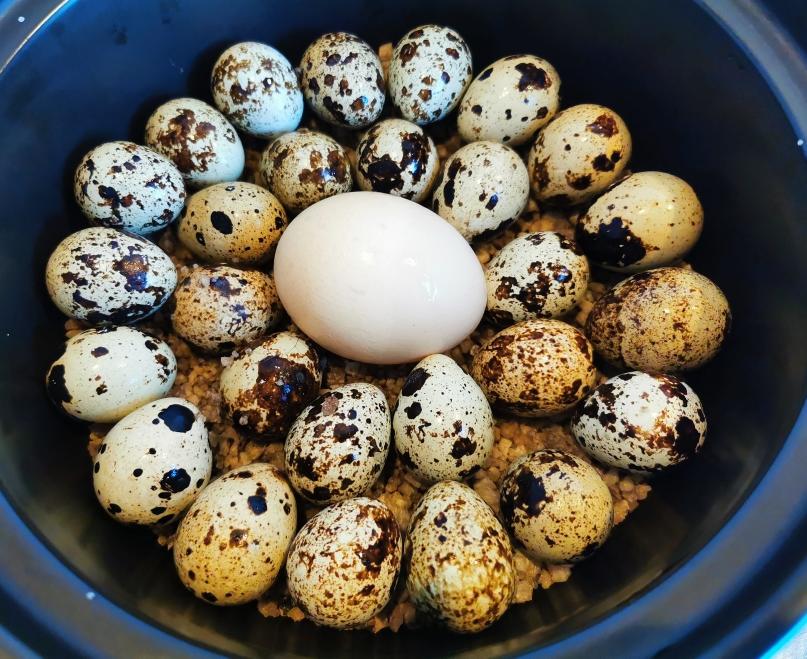 盐焗鹌鹑蛋（砂锅版）的做法