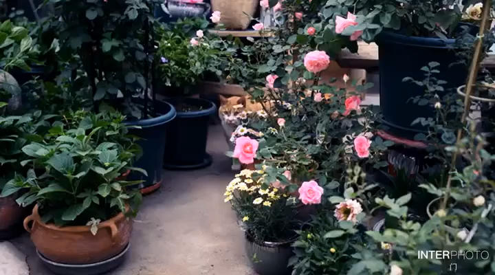 种花小生活