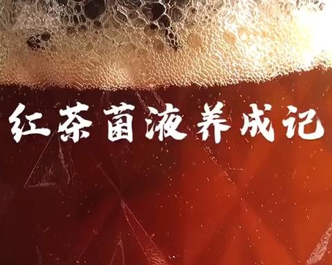 野生酵母 | 红茶菌液养成记