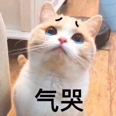 整天只会哈哈哈