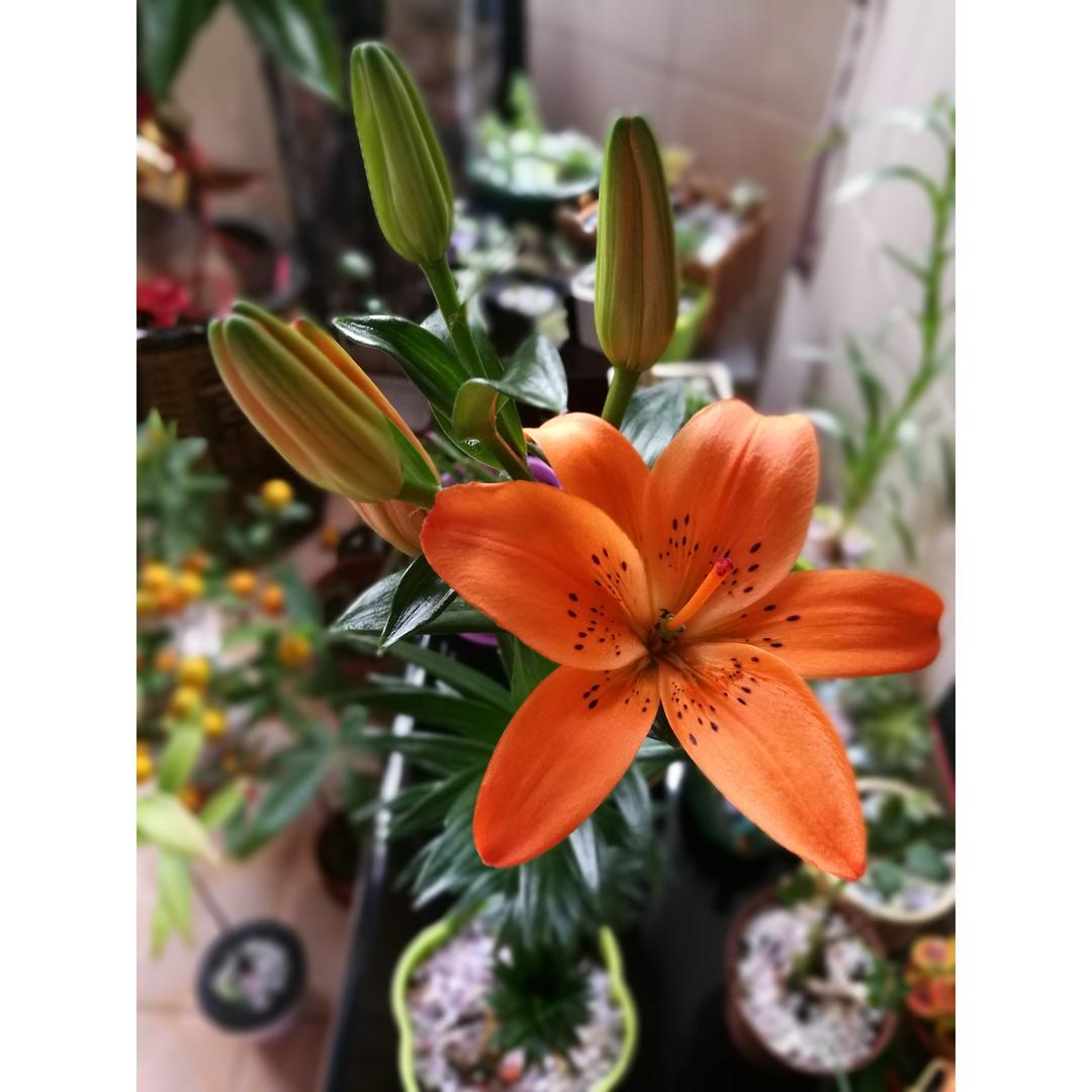 感受鲜花之美