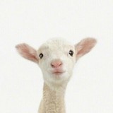 桑尼布尼迪一点儿也不懒