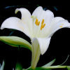 芊芊点